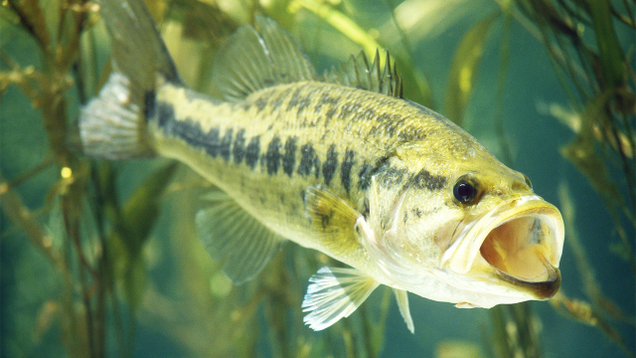 Illustration for article titled Heroes Of The Deep: 7 Fish That Might Have Eaten Osama Bin Laden